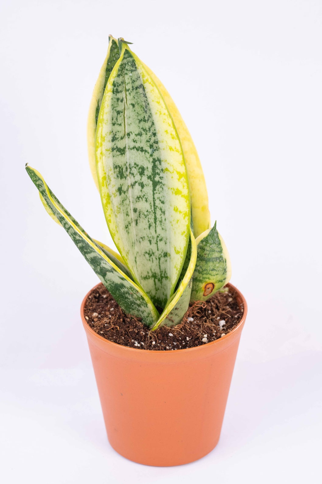 Sansevieria Golden Long - Snake Plant