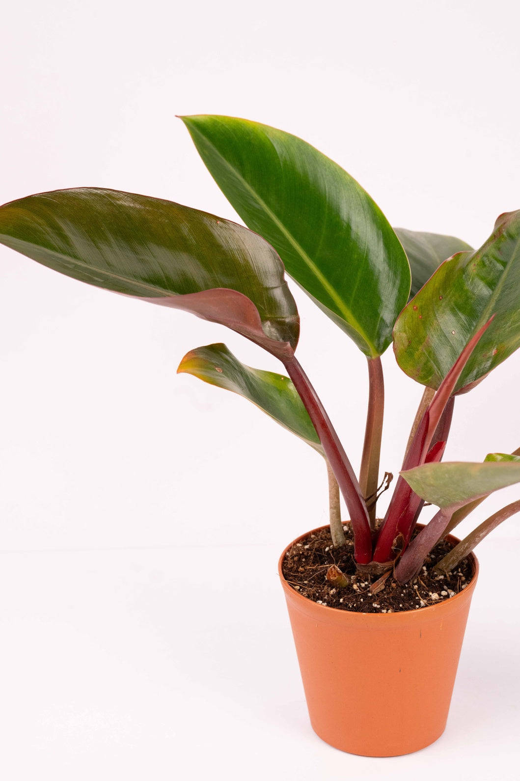 Congo Rojo Philodendron β Red Congo