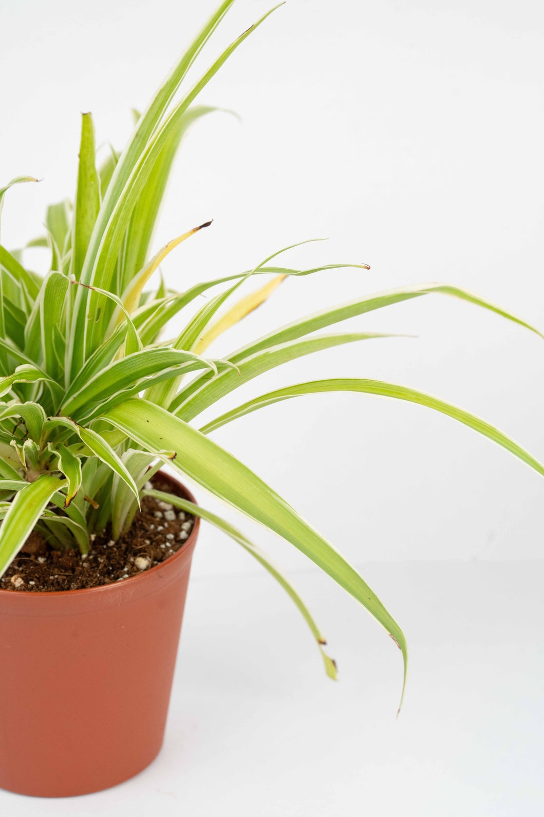 Chlorophytum Spider Plant
