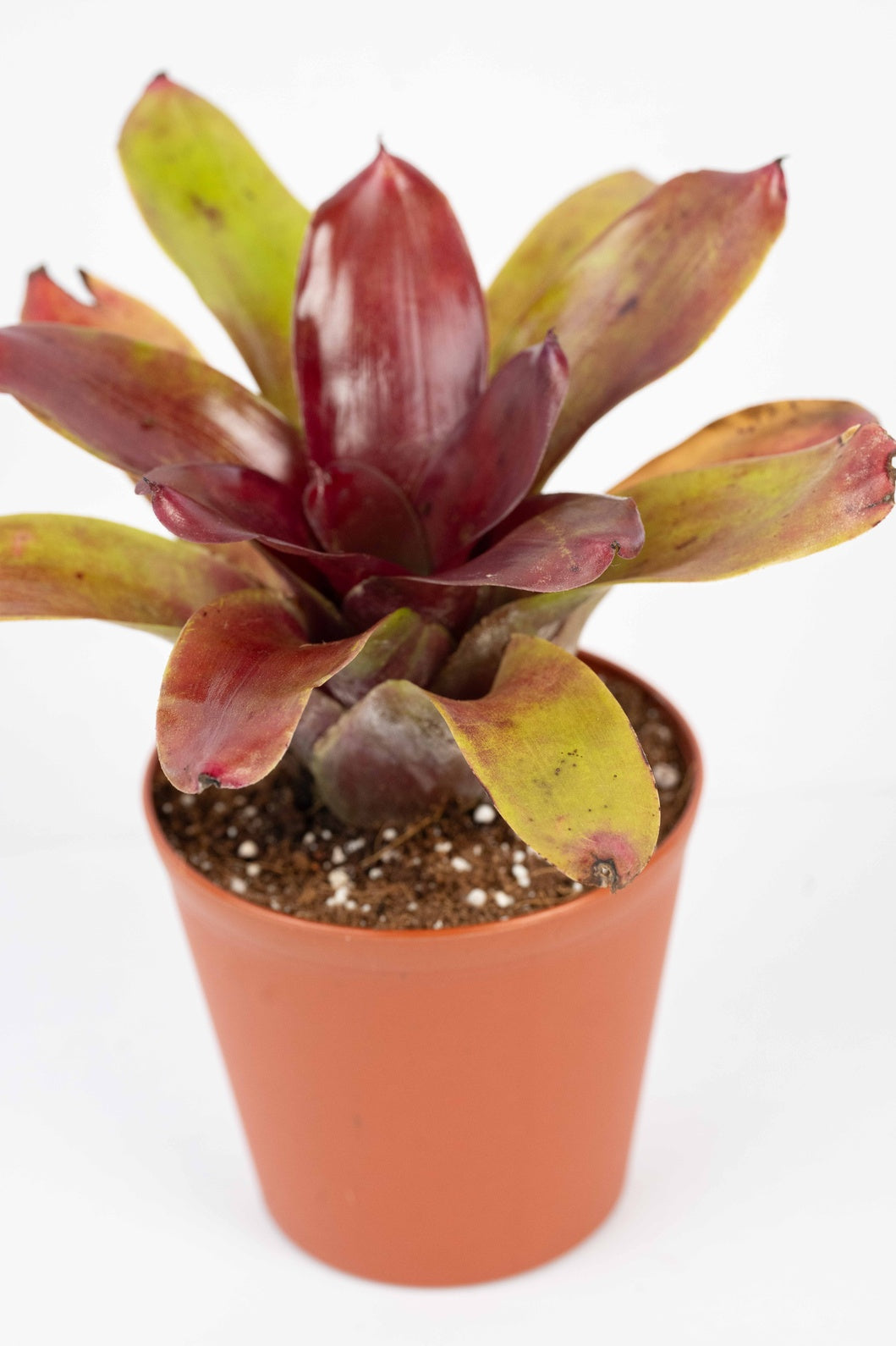 Neoregelia Fireball- Bromelaid