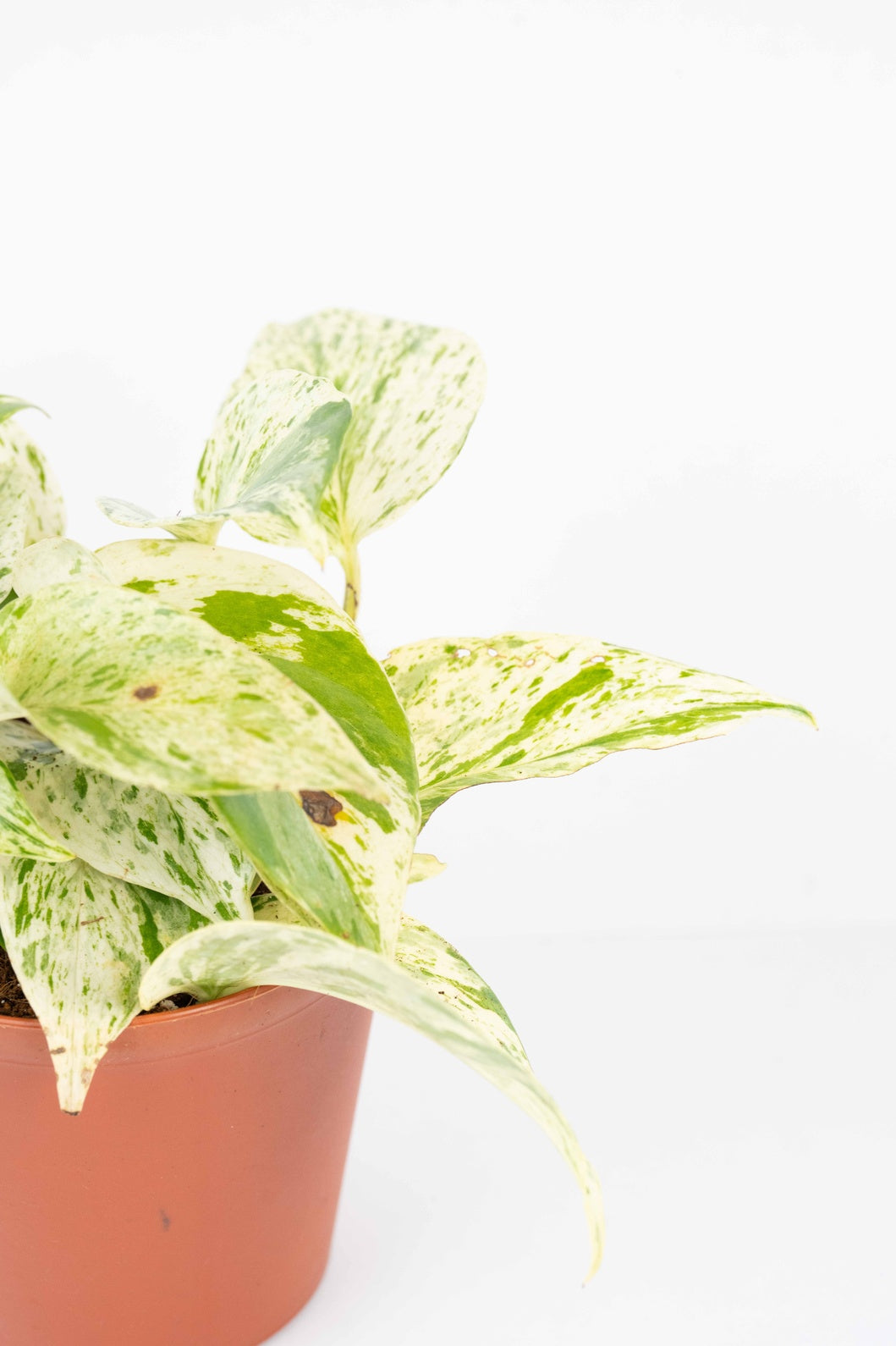 Marble Money Plant