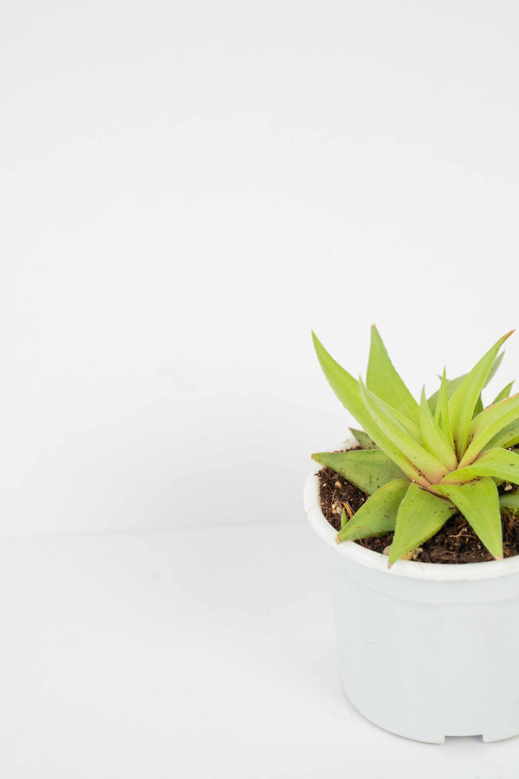 Haworthia limifolia - Ubomboensis