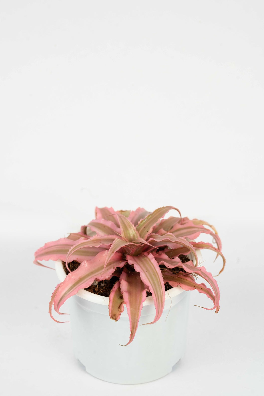 Cryptanthus Pink - Succulent