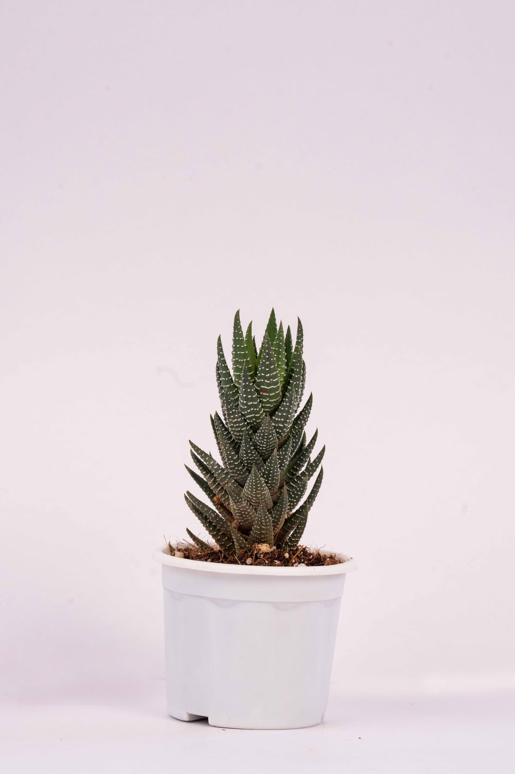 Haworthia Reinwardtii