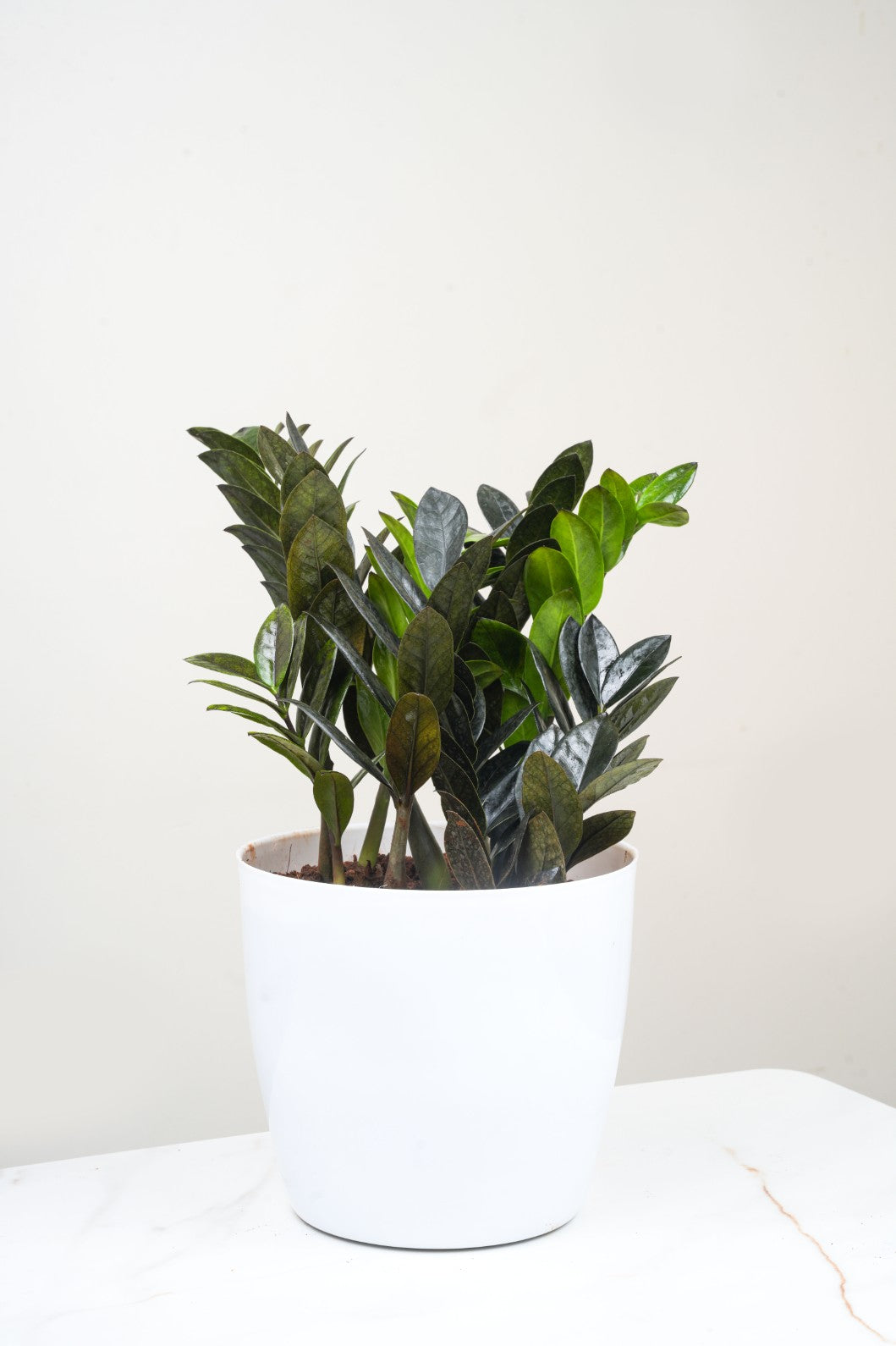 ZZ plant - Zamioculcas zamiifolia 'Raven