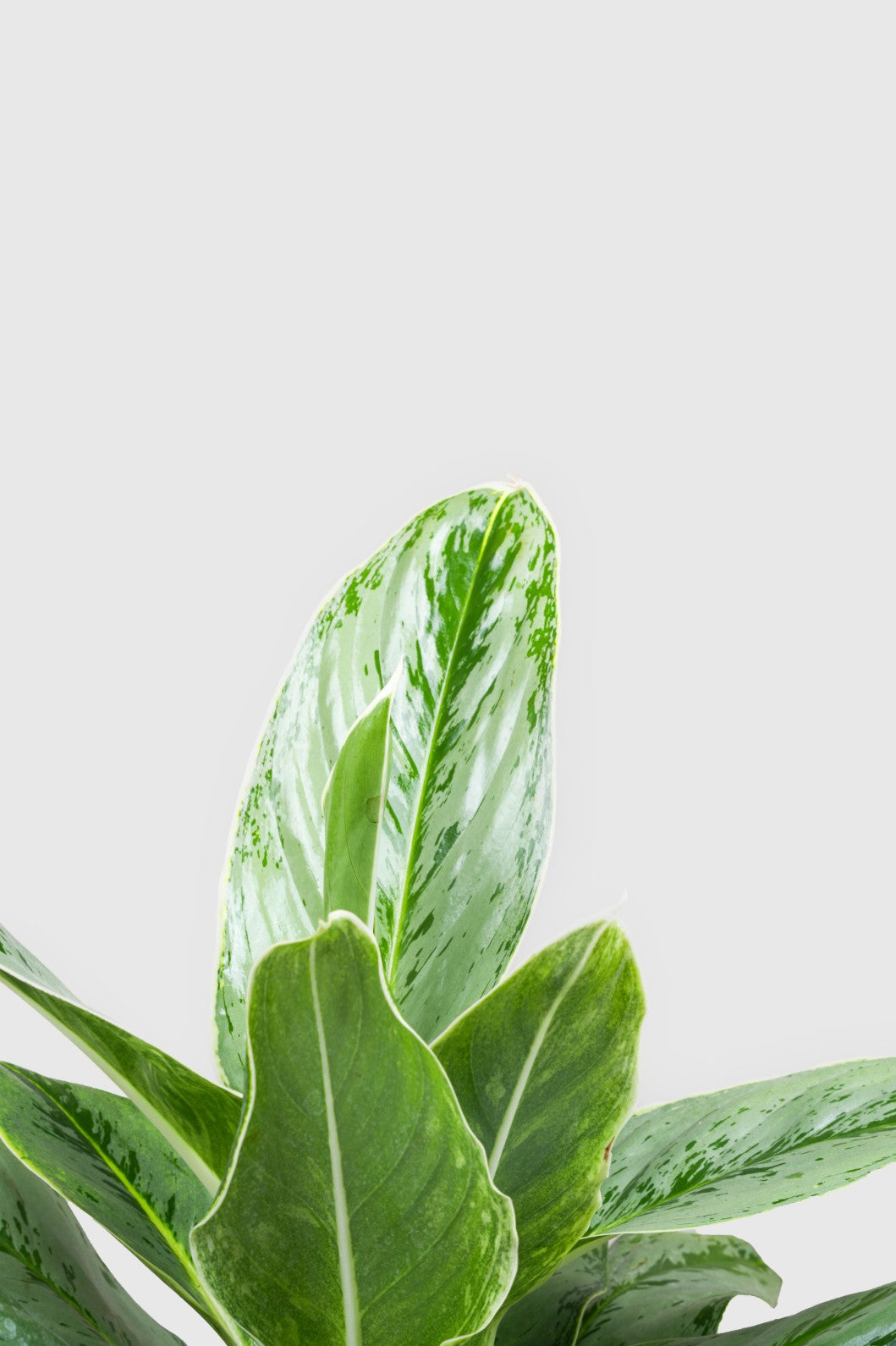 Aglomea Silver Queen - Chinnese Silver Queen