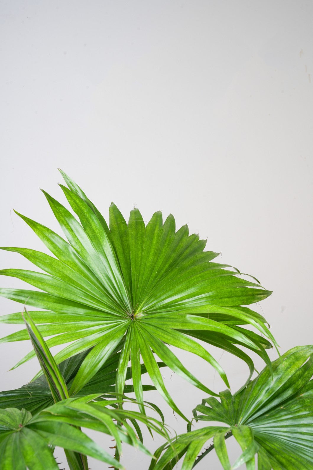 Chinese Fan Palm -Livistona chinensis