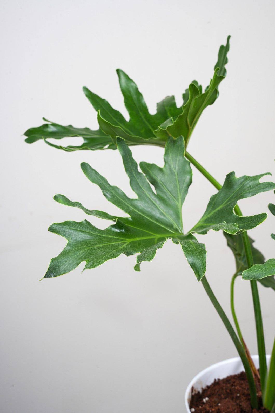 Philodendron Selloum - Philodendron Bipinnatifidum.