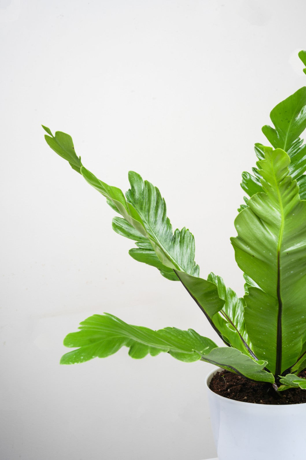 Bird Nest Fern - Asplenium Nidus