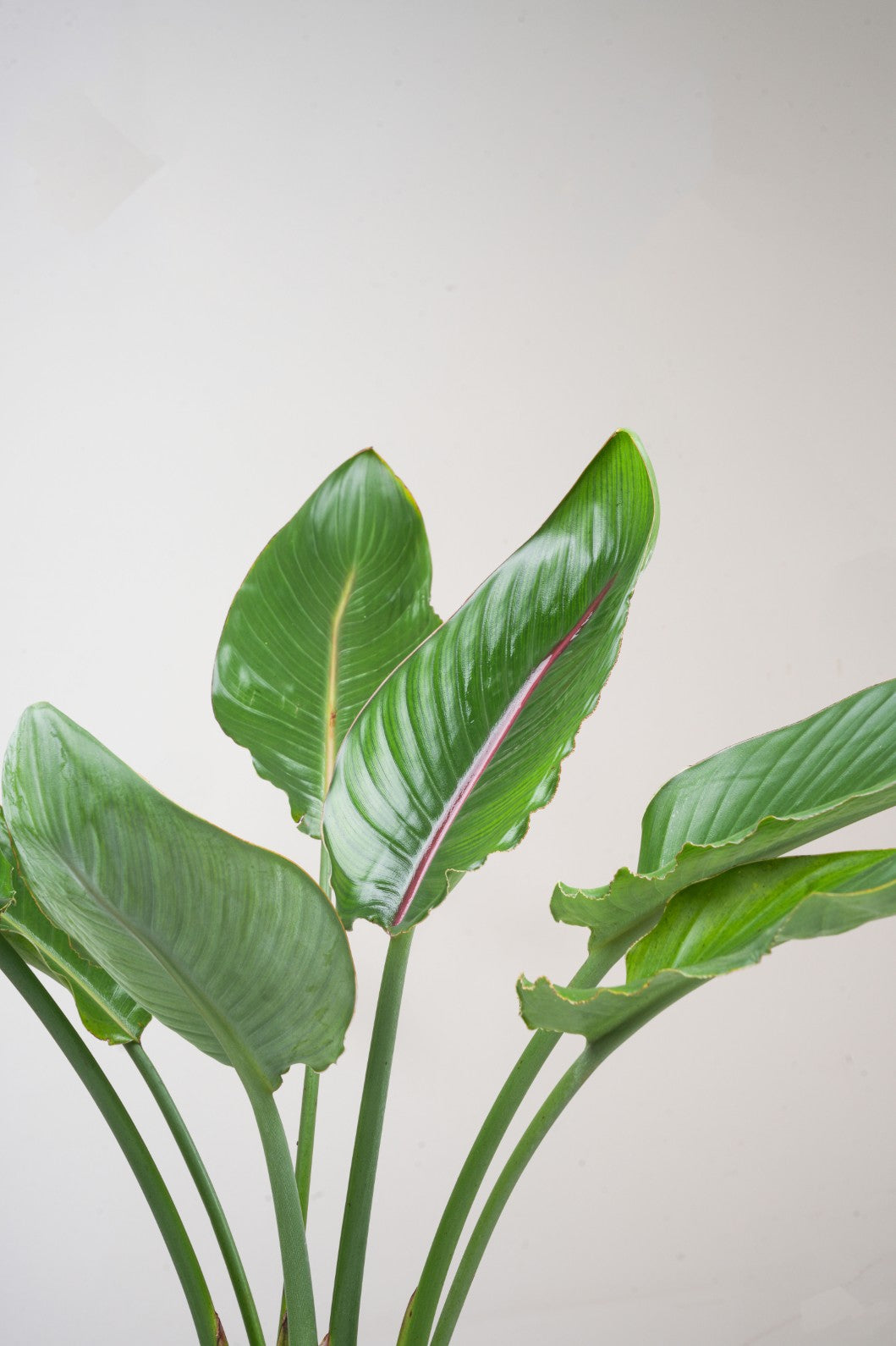 Bird of Paradise - Strelitzia reginae