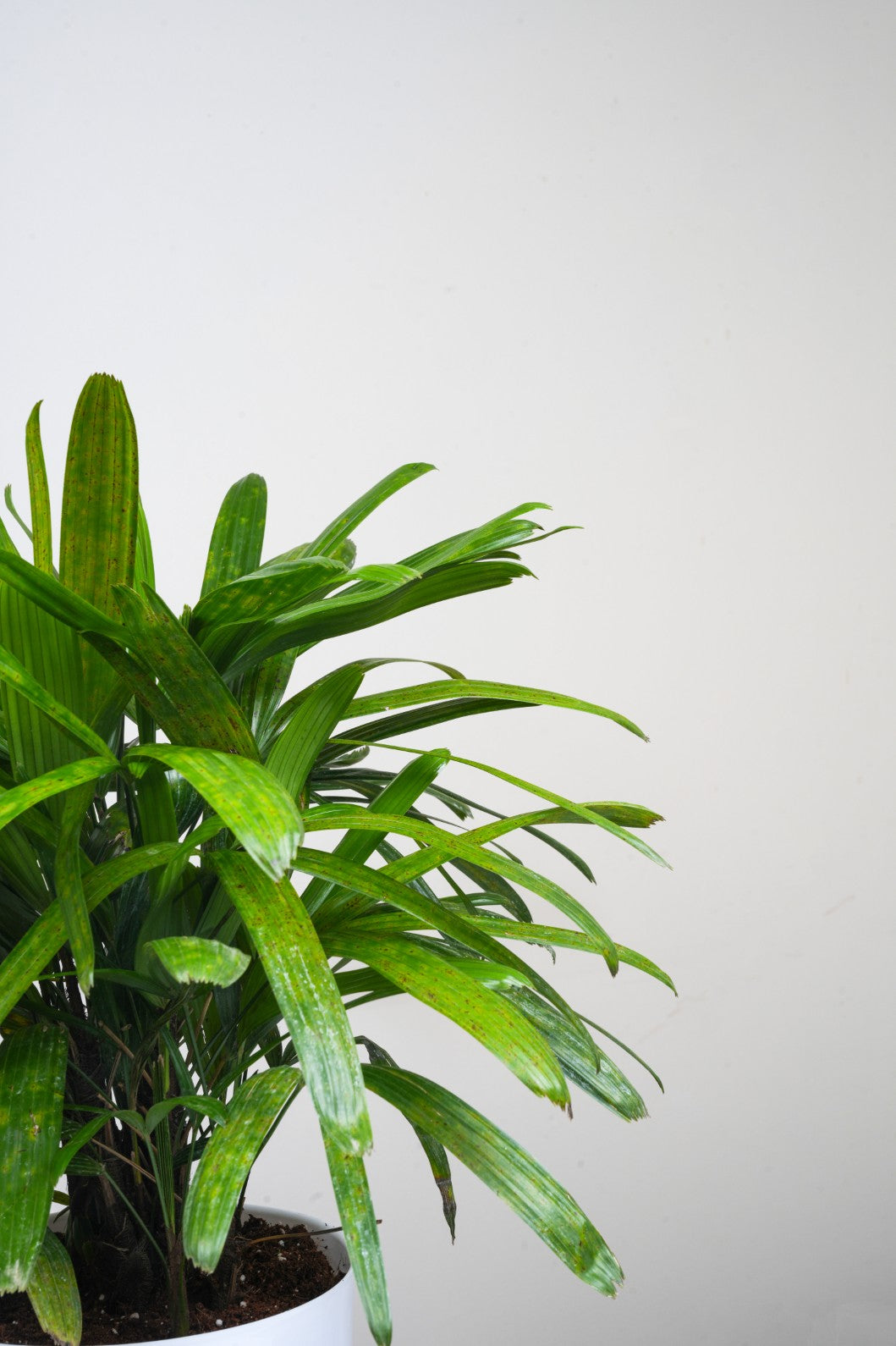 Broadleaf Lady Palm -Rhapis excelsa