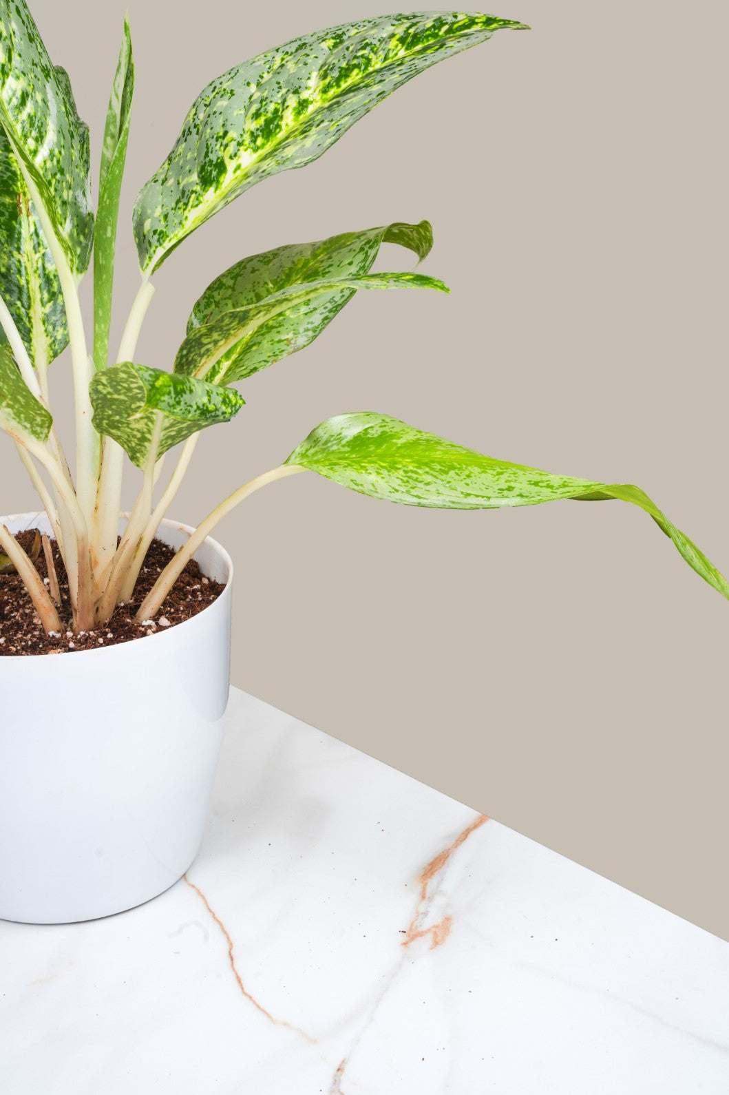 Aglomema Emerald Bay