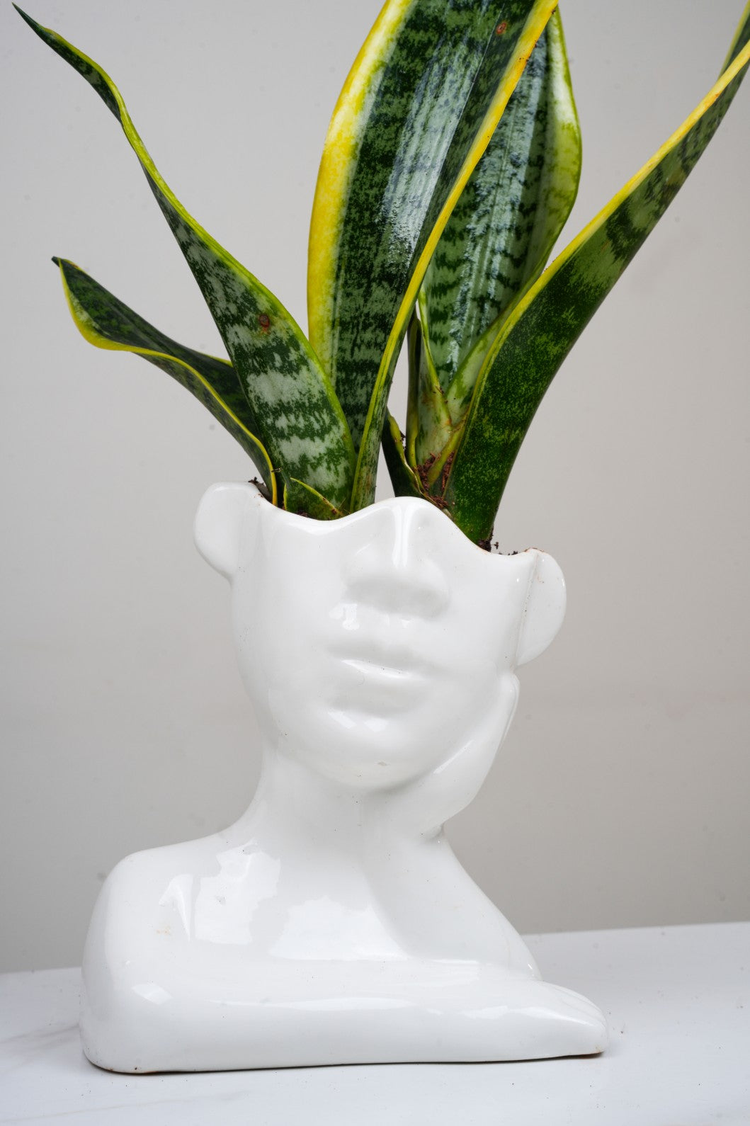 Ceramic pot with- snake plant senseveria