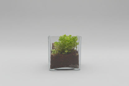4 Inch Square