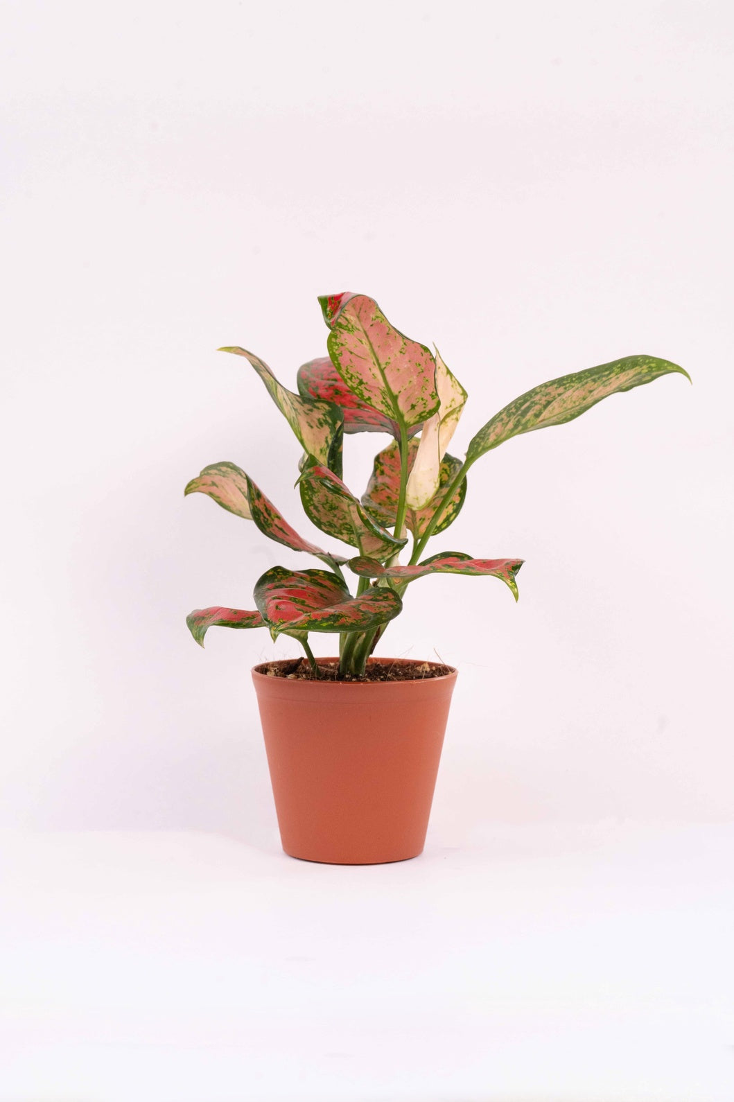 Aglaonema Pink Beauty