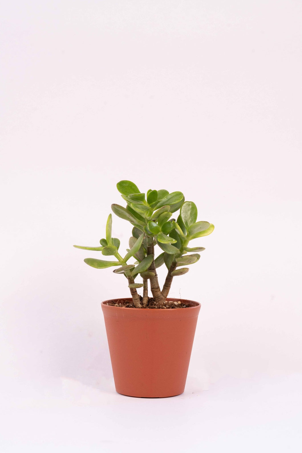 Crassula Ovata - Jade Plant