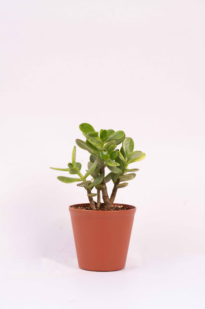 Crassula Ovata - Jade Plant