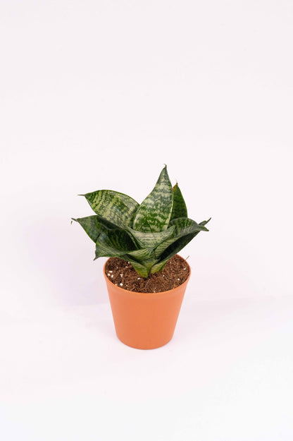 Sansevieria Trifasciata Hahnii -Snake Plant