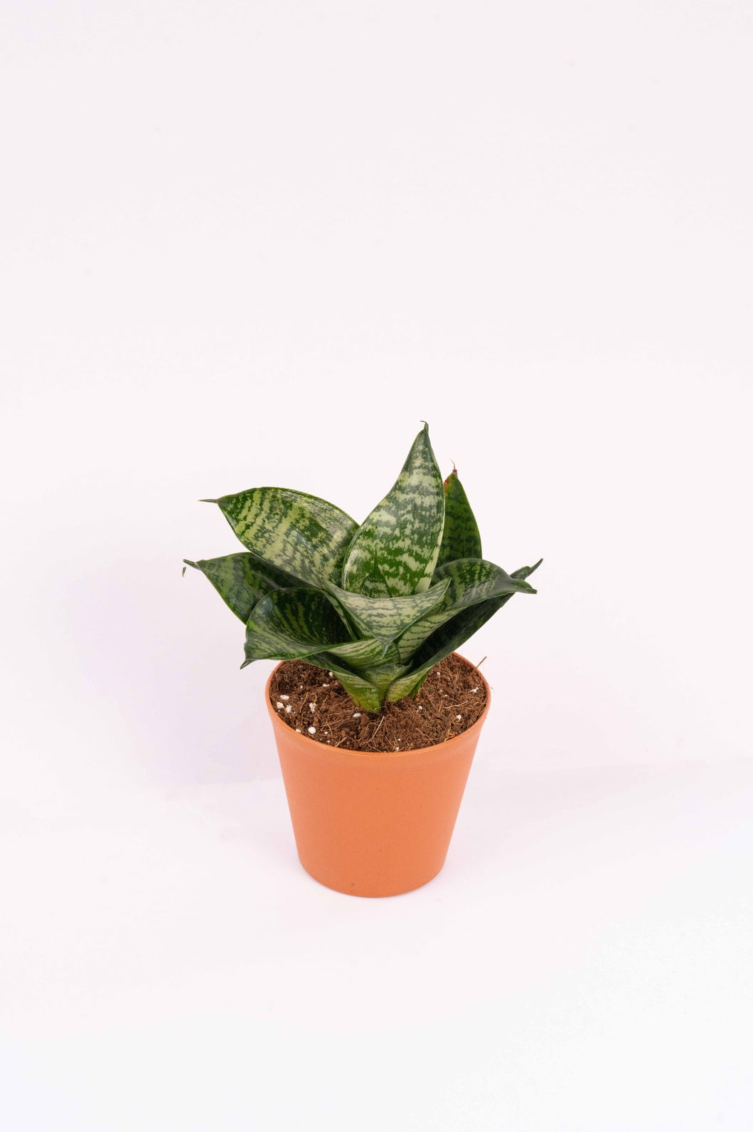 Sansevieria Trifasciata Hahnii -Snake Plant