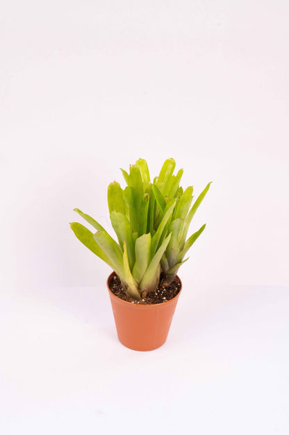 Matchstick Bromeliad-Aechmea Gamosepala