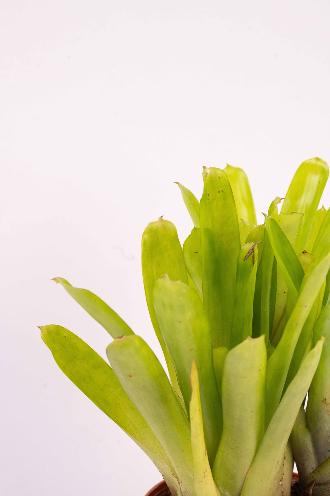 Matchstick Bromeliad-Aechmea Gamosepala
