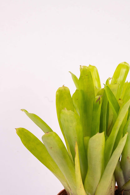 Matchstick Bromeliad-Aechmea Gamosepala