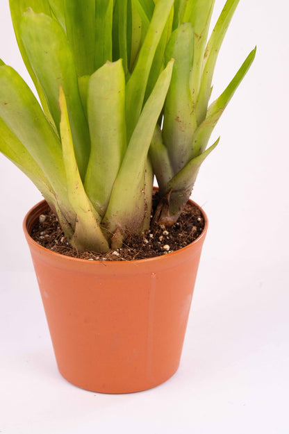 Matchstick Bromeliad-Aechmea Gamosepala
