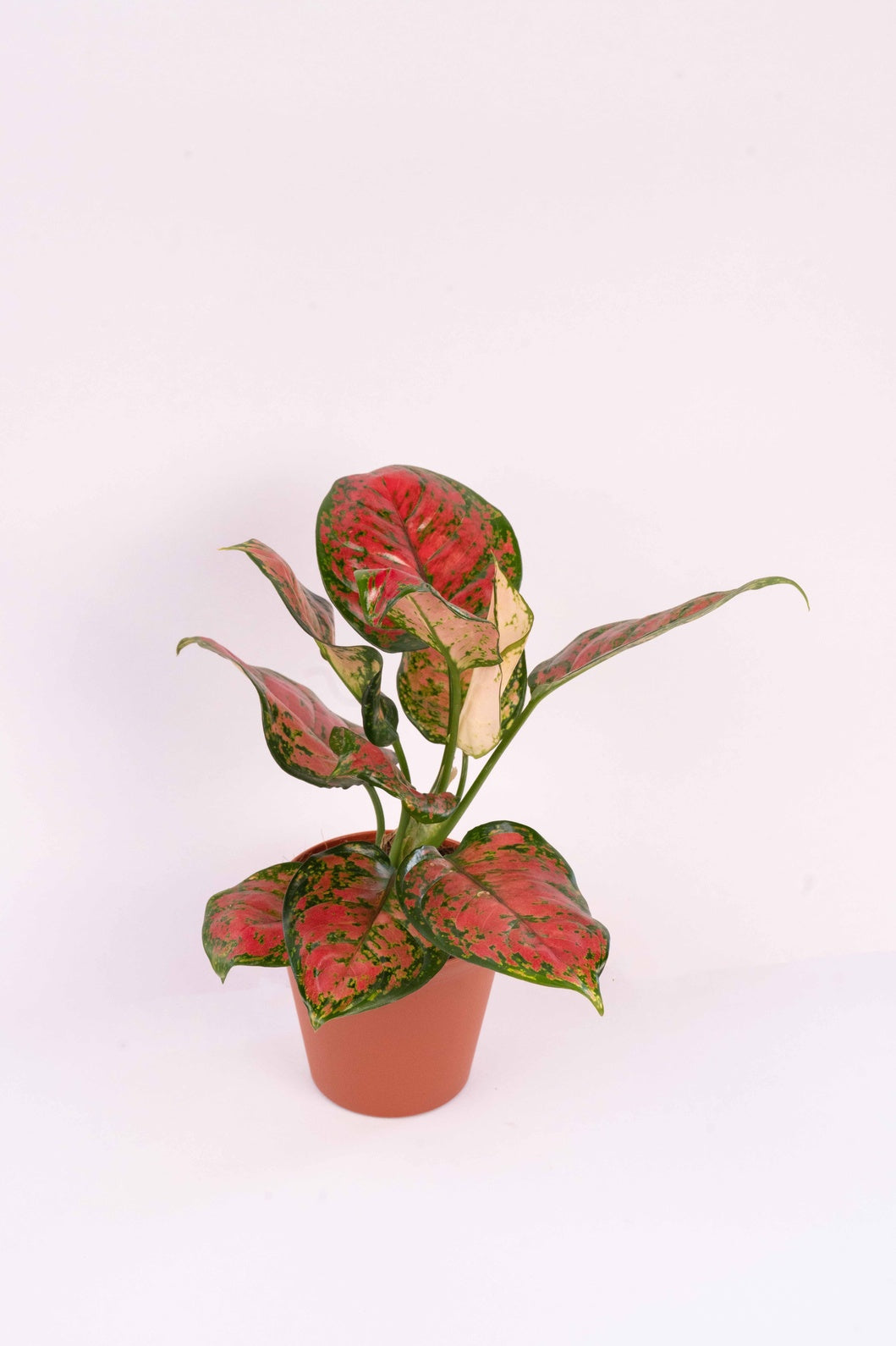 Aglaonema Pink Beauty