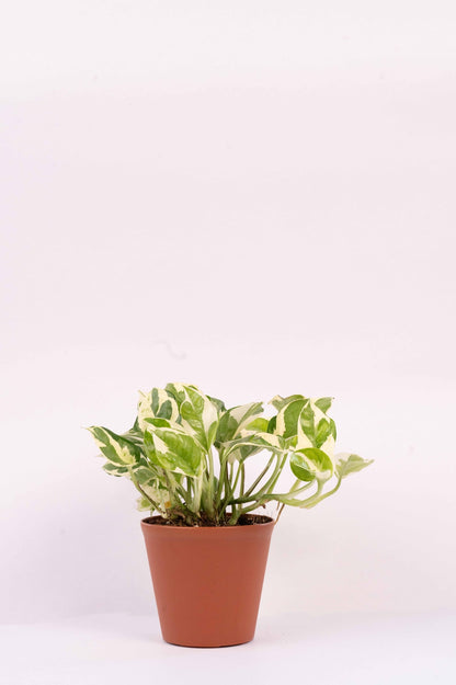 Money Plant Variegated - Scindapsis