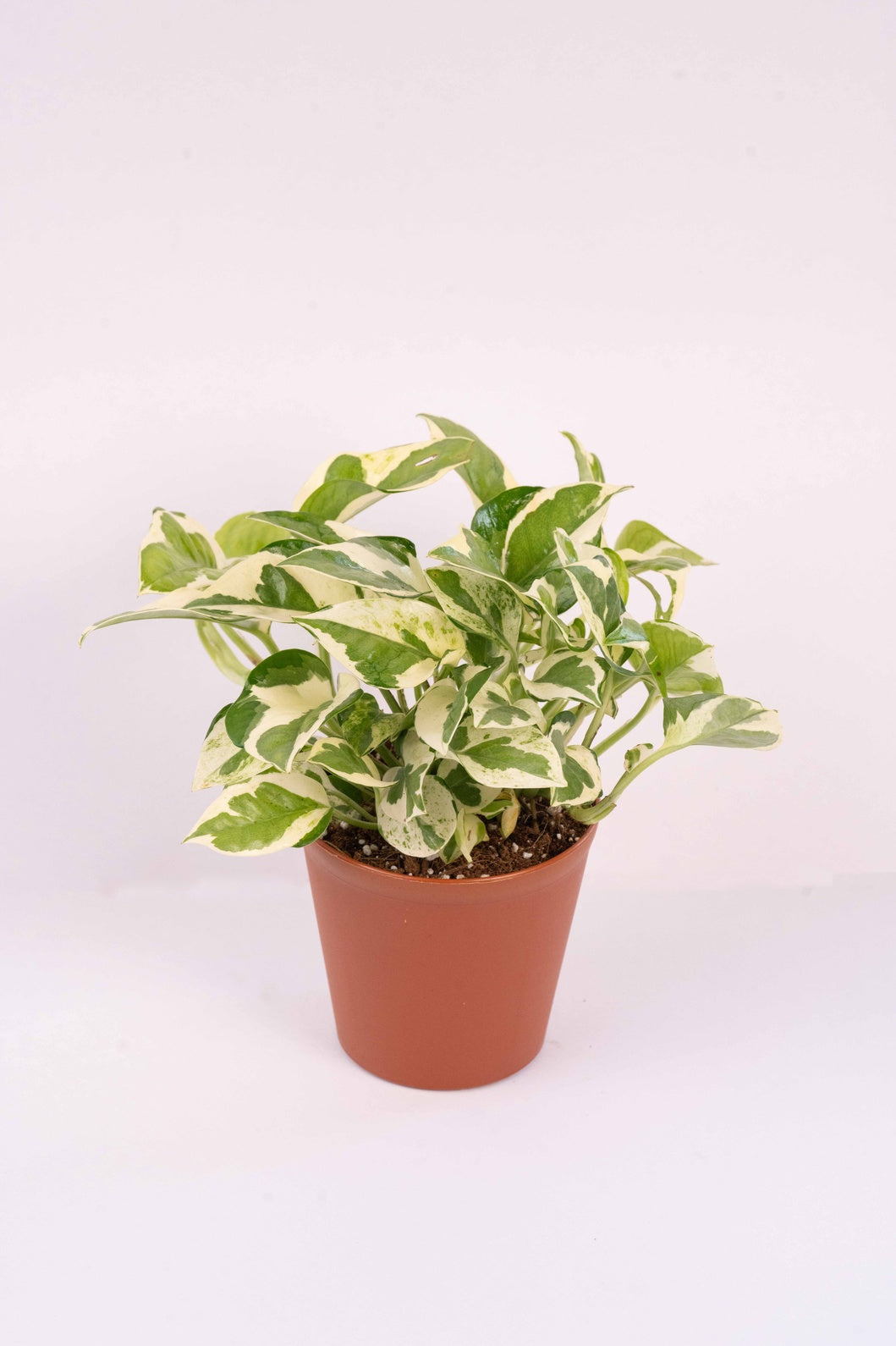 Money Plant Variegated - Scindapsis