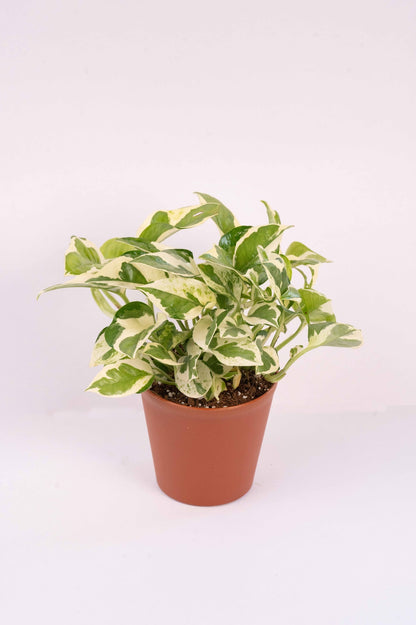 Money Plant Variegated - Scindapsis