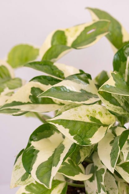 Money Plant Variegated - Scindapsis