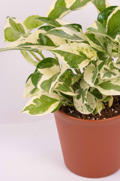 Money Plant Variegated - Scindapsis
