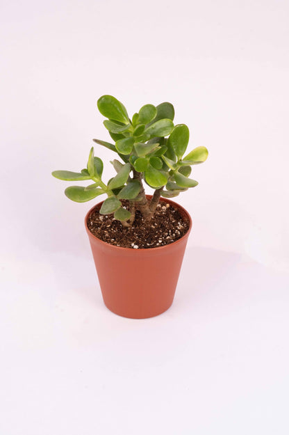 Crassula Ovata - Jade Plant