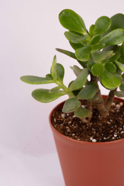 Crassula Ovata - Jade Plant