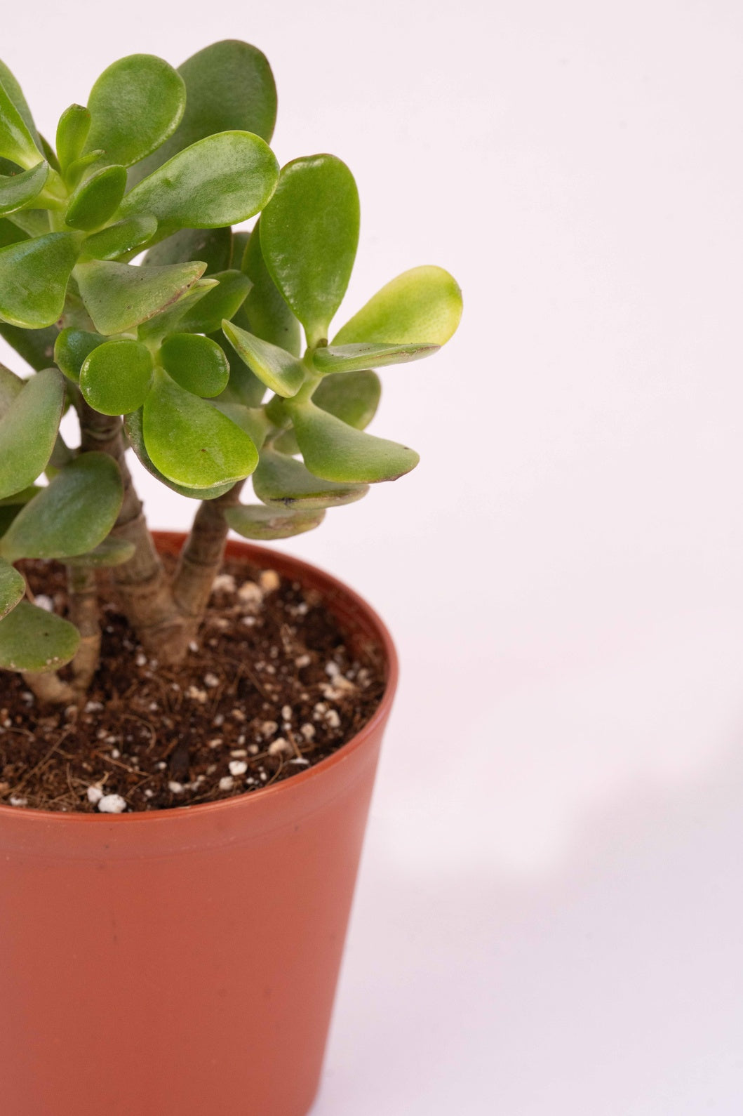 Crassula Ovata - Jade Plant