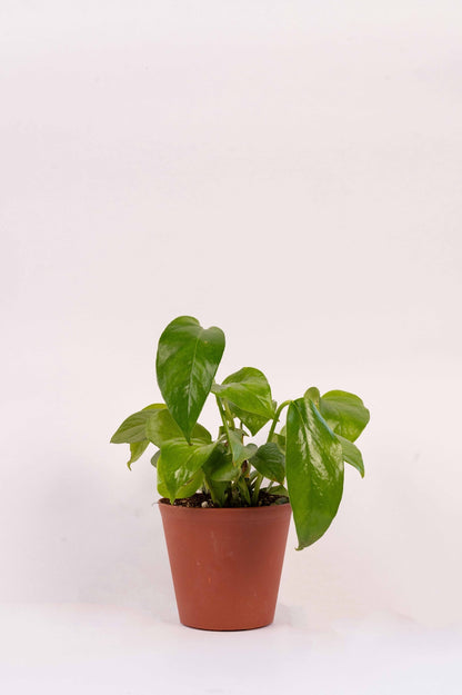 Money Plant Green- Scindapsus