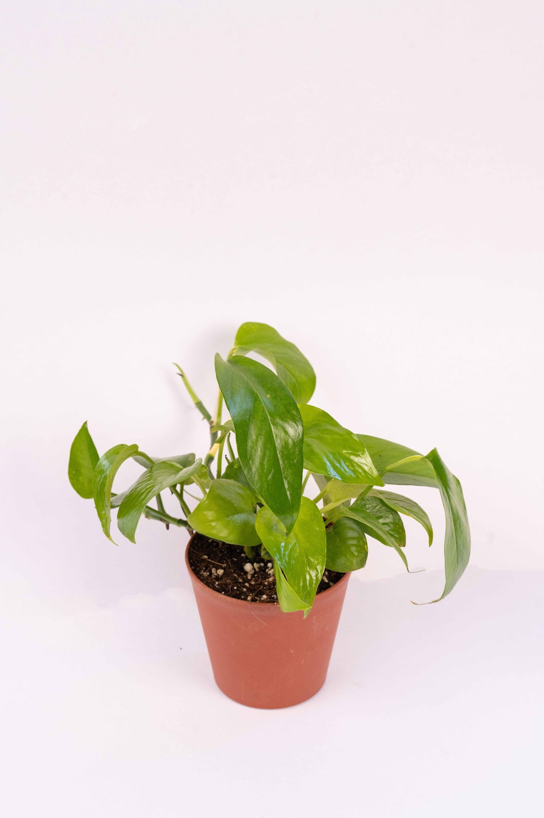 Money Plant Green- Scindapsus