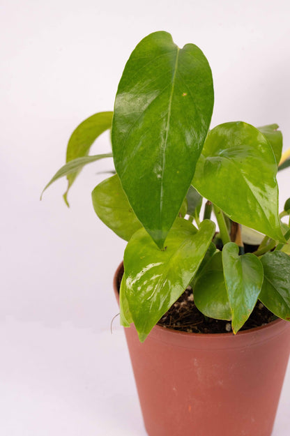 Money Plant Green- Scindapsus