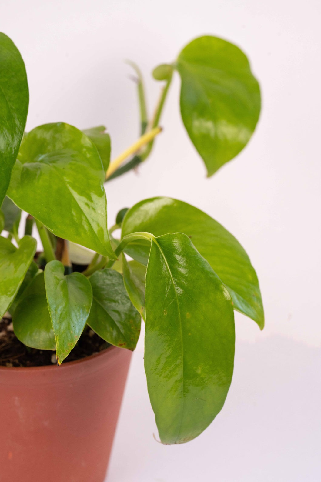 Money Plant Green- Scindapsus