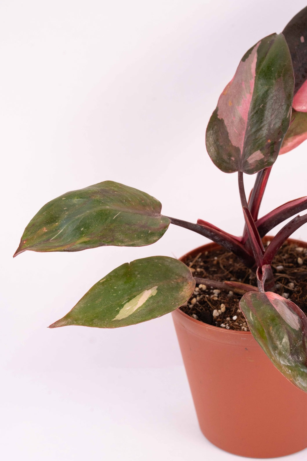 Philodendron - Pink Princes