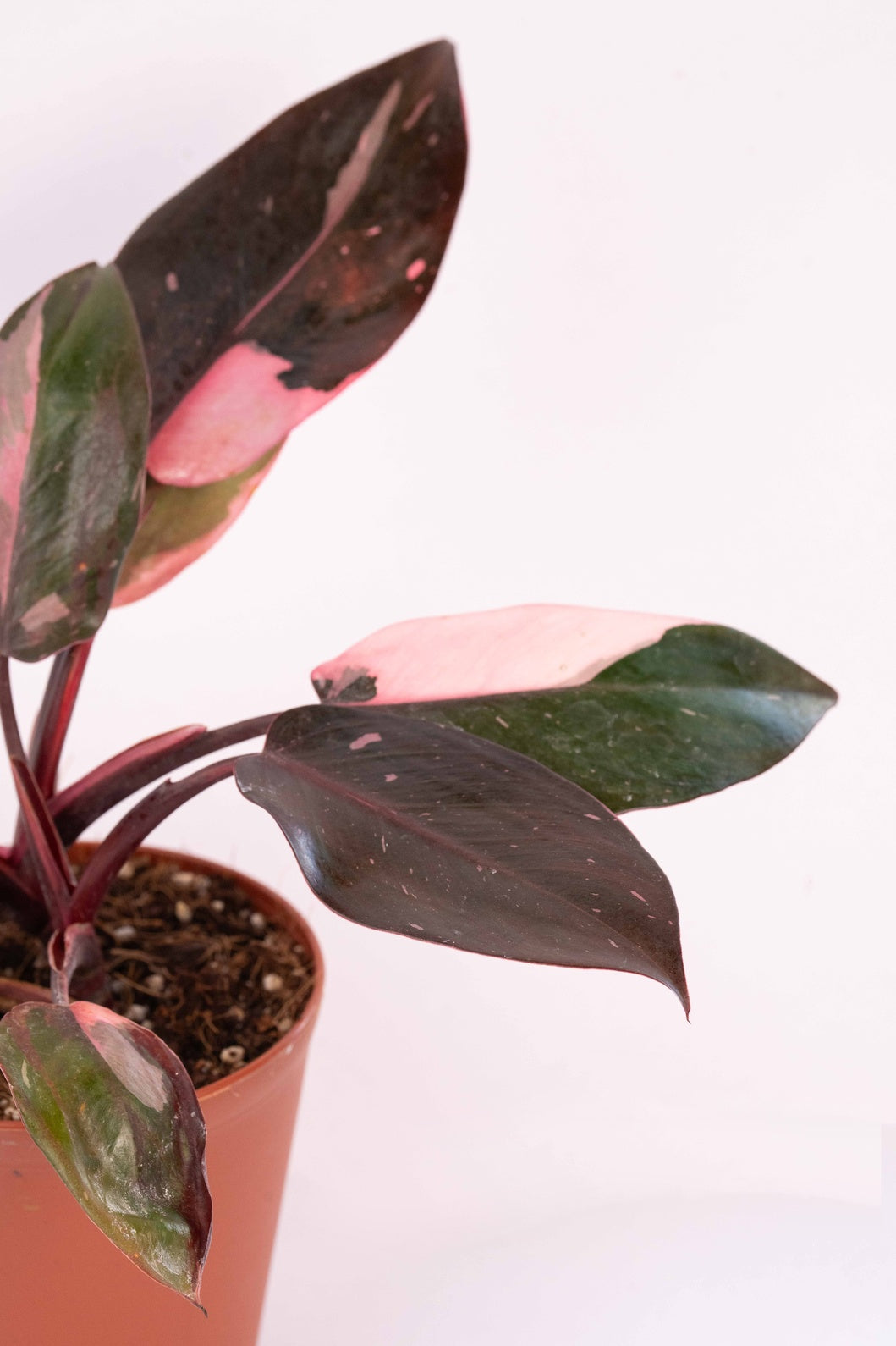 Philodendron - Pink Princes