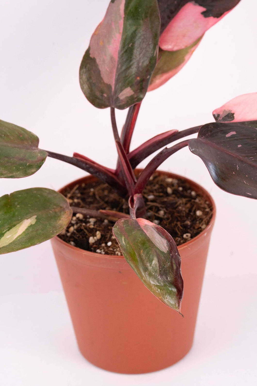Philodendron - Pink Princes