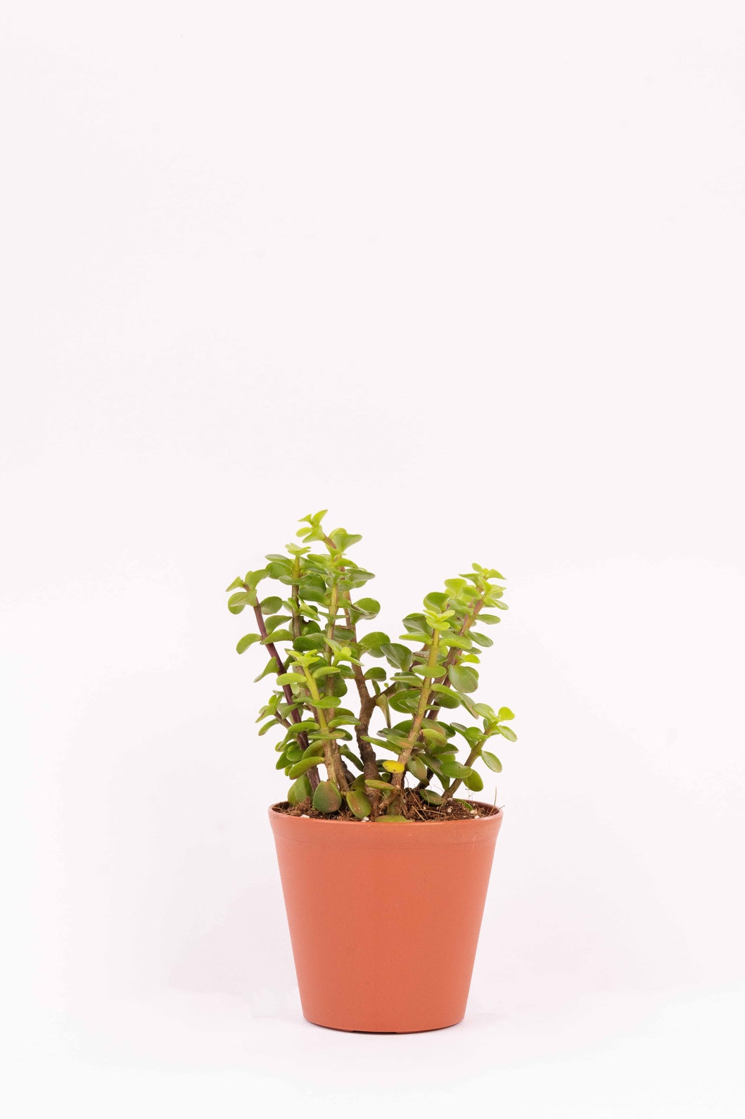 Jade - Portulacaria Afra