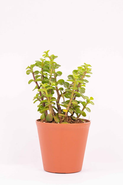 Jade - Portulacaria Afra