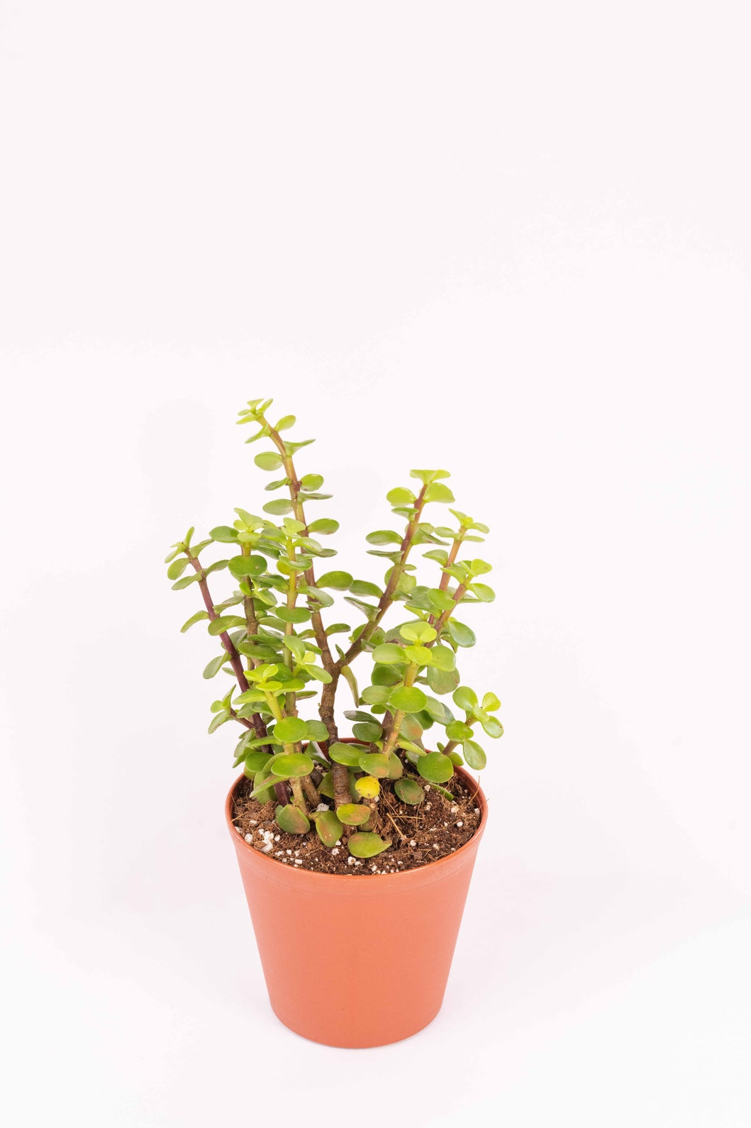 Jade - Portulacaria Afra
