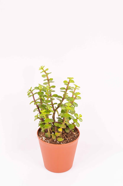 Jade - Portulacaria Afra