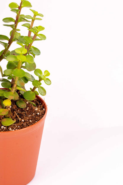 Jade - Portulacaria Afra