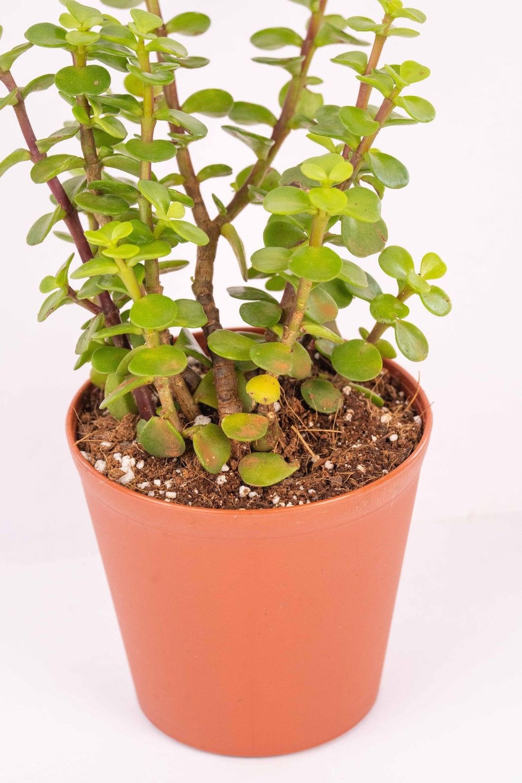 Jade - Portulacaria Afra