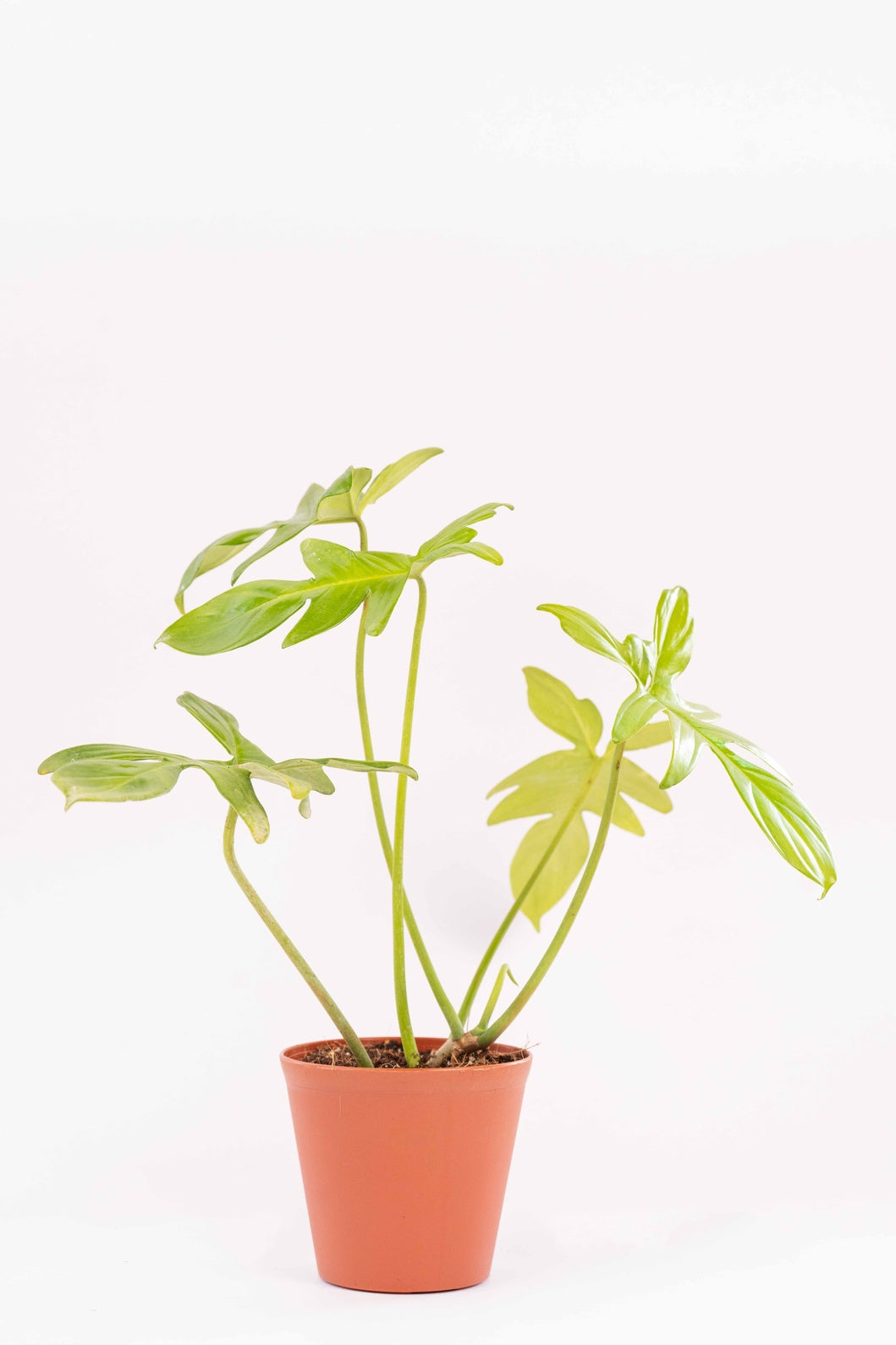 Philodendron Florida Green